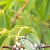 Sambucus caerulea, fruit