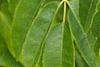 Sambucus caerulea, fruit