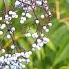 Sambucus caerulea, fruit