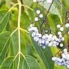 Sambucus caerulea, fruit