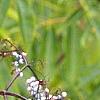 Sambucus caerulea, fruit