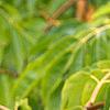 Sambucus caerulea, fruit