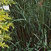 Sambucus nigra 'Madonna', habit