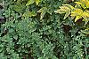 Sambucus nigra 'Madonna', habit