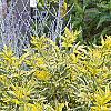 Sambucus nigra 'Madonna', habit