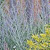 Sambucus nigra 'Madonna', habit