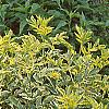Sambucus nigra 'Madonna', habit