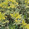 Sambucus nigra 'Madonna', habit