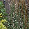 Sambucus nigra 'Madonna', habit