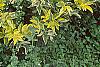 Sambucus nigra 'Madonna', habit