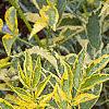 Sambucus nigra 'Madonna', leaves