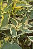 Sambucus nigra 'Madonna', leaves