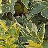 Sambucus nigra 'Madonna', leaves