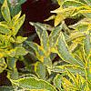 Sambucus nigra 'Madonna', leaves