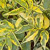 Sambucus nigra 'Madonna', leaves