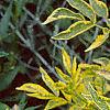 Sambucus nigra 'Madonna', leaves