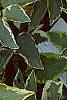 Sambucus nigra 'Madonna', leaves