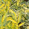 Sambucus nigra 'Madonna', leaves