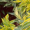 Sambucus nigra 'Madonna', leaves