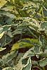 Sambucus nigra 'Madonna', leaves