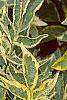 Sambucus nigra 'Madonna', leaves