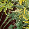 Sambucus nigra 'Madonna', leaves