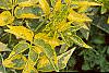 Sambucus nigra 'Madonna', leaves