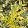 Sambucus nigra 'Madonna', leaves
