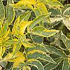 Sambucus nigra 'Madonna', leaves