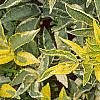 Sambucus nigra 'Madonna', leaves