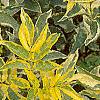 Sambucus nigra 'Madonna', leaves