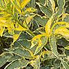 Sambucus nigra 'Madonna', leaves