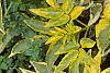Sambucus nigra 'Madonna', leaves