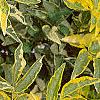 Sambucus nigra 'Madonna', leaves