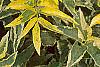 Sambucus nigra 'Madonna', leaves