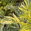 Sambucus nigra 'Madonna', leaves