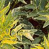 Sambucus nigra 'Madonna', leaves