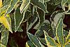 Sambucus nigra 'Madonna', leaves