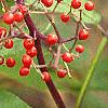 Sambucus pubens, fruit