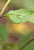 Sambucus pubens, fruit