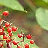 Sambucus pubens, fruit