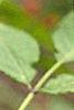 Sambucus pubens, fruit