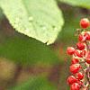 Sambucus pubens, fruit