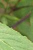 Sambucus pubens, fruit
