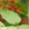 Sambucus pubens, fruit