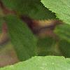 Sambucus pubens, fruit