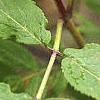 Sambucus pubens, fruit