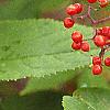 Sambucus pubens, fruit