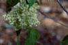 Sambucus racemosa ssp. pubens, flowers