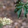 Sambucus racemosa ssp. pubens, flowers